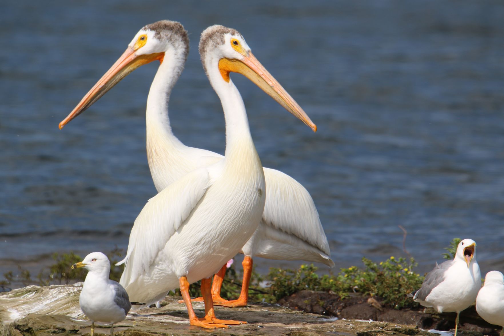 Bird Island